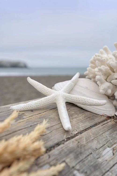 Crescent Beach Shells XIII by Alan Blaustein wall art