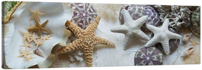 Island Tide Pool IV Canvas Art Print - Starfish Art