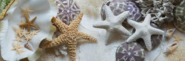 Alan Blaustein: Island Tide Pool IV by Alan Blaustein