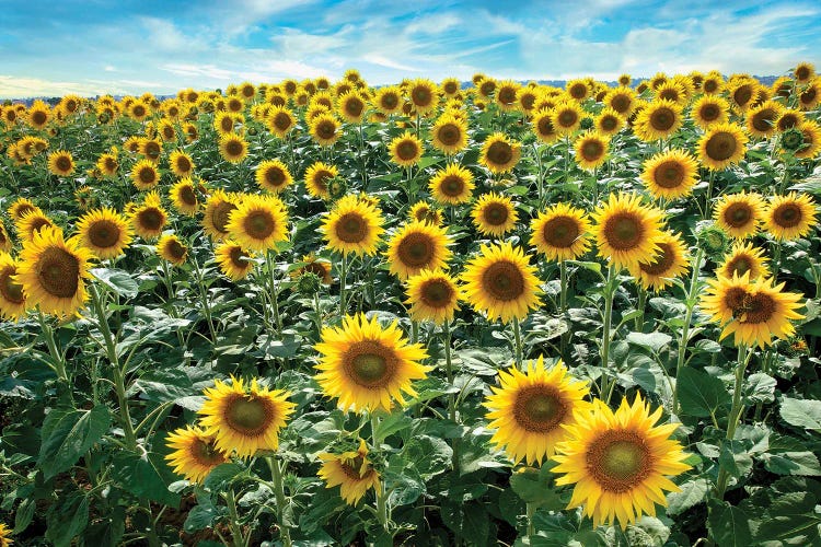 Cotona Sunflowers I by Alan Blaustein wall art