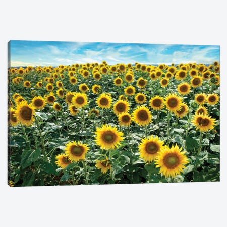 Cotona Sunflowers I Canvas Print #BLA66} by Alan Blaustein Canvas Print