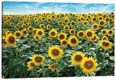 Cotona Sunflowers I Canvas Art Print - Alan Blaustein
