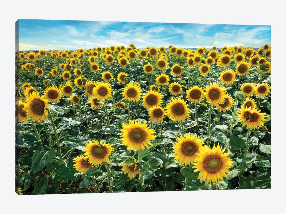 Cotona Sunflowers I by Alan Blaustein 1-piece Canvas Wall Art