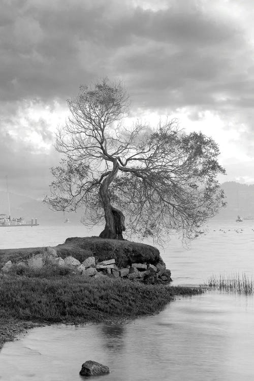 Coastal Oak Series I by Alan Blaustein wall art