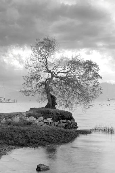 Oak Trees: Coastal Oak Series I by Alan Blaustein