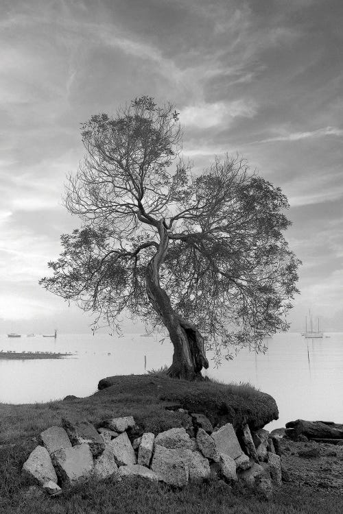 Coastal Oak Series II by Alan Blaustein wall art