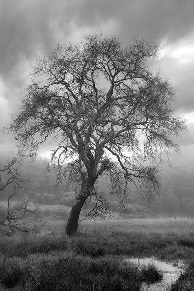 Oak Trees: Coastal Oak Series XIII by Alan Blaustein