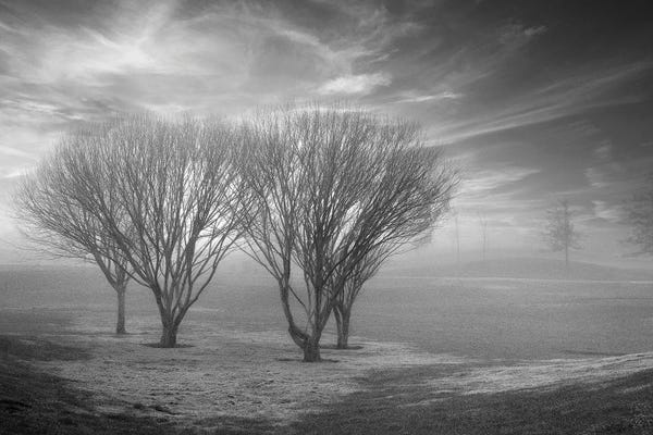 Alan Blaustein: Coastal Oak Series XLII by Alan Blaustein