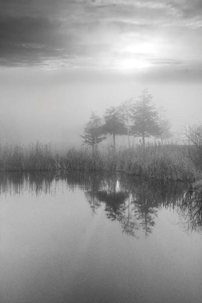 Alan Blaustein: Coastal Oak Series XLIV by Alan Blaustein