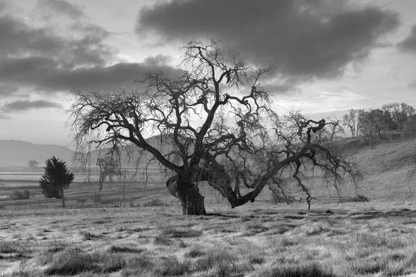 Alan Blaustein: Coastal Oak Series XLVI by Alan Blaustein