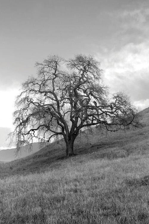 Coastal Oak Series XVII by Alan Blaustein wall art