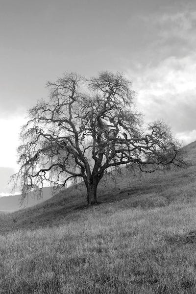 Oak Trees: Coastal Oak Series XVII by Alan Blaustein