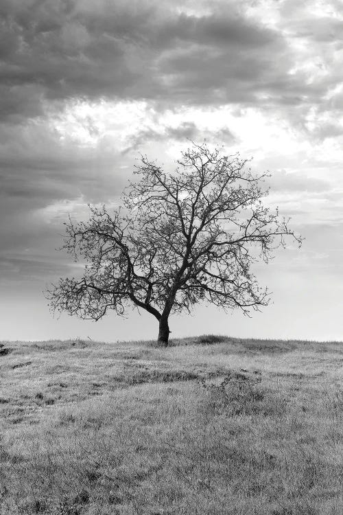 Coastal Oak Series XXIII by Alan Blaustein wall art