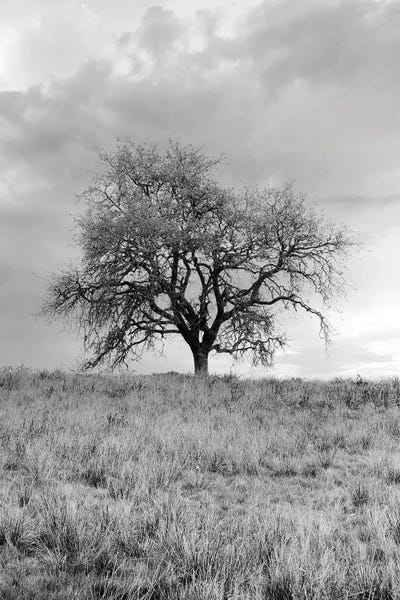 Oak Trees: Coastal Oak Series XXVI by Alan Blaustein