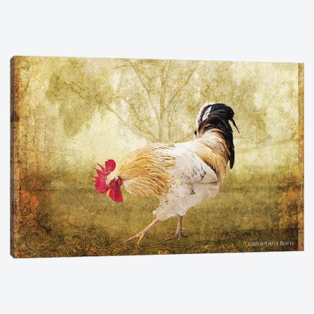 Vintage Scratching Rooster Canvas Print #BLB102} by Bluebird Barn Canvas Art Print
