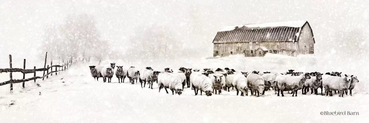 Warm Winter Barn with Sheep Herd