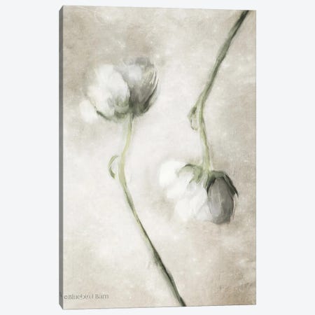 Blush Ranunculus Duo Canvas Print #BLB10} by Bluebird Barn Canvas Wall Art