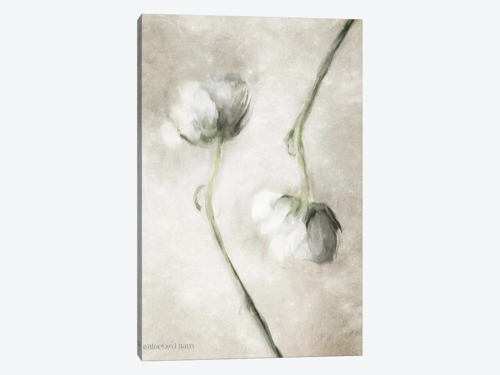Blush Ranunculus Duo by Bluebird Barn 1-piece Canvas Print
