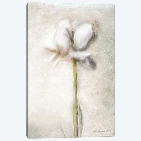Blush Ranunculus Solitary Canvas Print #BLB11} by Bluebird Barn Canvas Wall Art