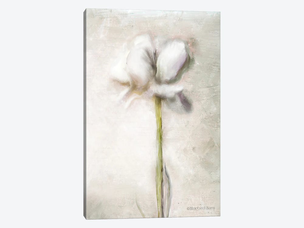Blush Ranunculus Solitary 1-piece Canvas Art
