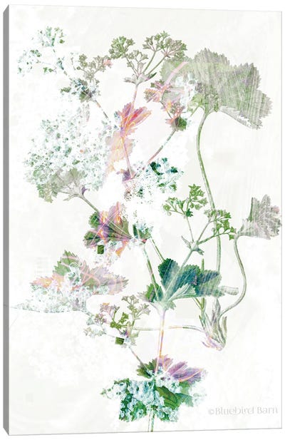 Boho Geranium Botanical    Canvas Art Print - Geranium Art
