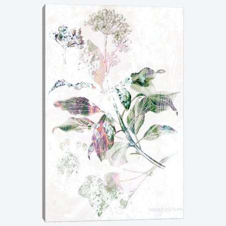 Boho Verbena Botanical    Canvas Print #BLB174} by Bluebird Barn Canvas Print
