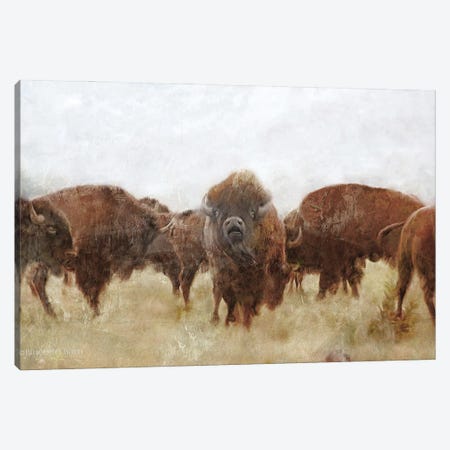 Buffalo Canvas Print #BLB176} by Bluebird Barn Art Print