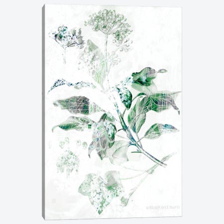 Verbena Botanical   Canvas Print #BLB204} by Bluebird Barn Art Print