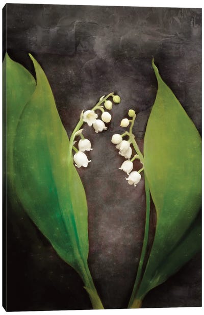 Contemporary Floral Lily of the Valley Canvas Art Print