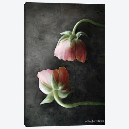 Contemporary Floral Pink Ranunculus Canvas Print #BLB22} by Bluebird Barn Art Print