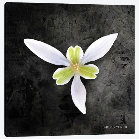 Contemporary Floral Trillium Canvas Print #BLB23} by Bluebird Barn Canvas Art Print