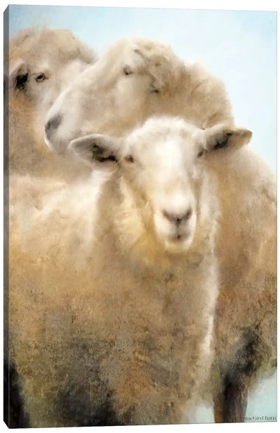 Three Sheep Portrait Canvas Art Print - Sheep Art