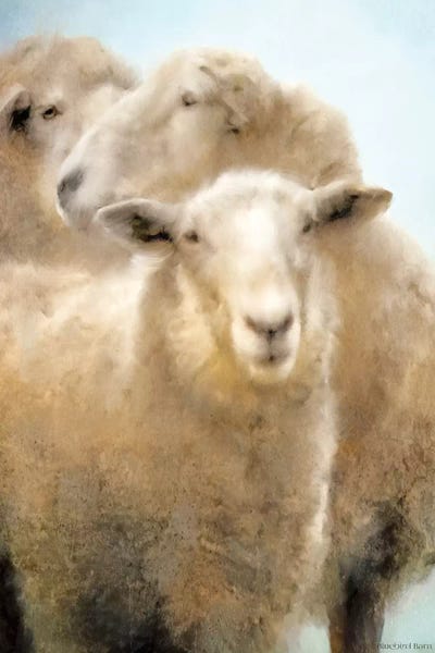 Sheep: Three Sheep Portrait by Bluebird Barn