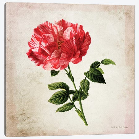 Vintage Bicolor Red Rose Canvas Print #BLB243} by Bluebird Barn Canvas Wall Art