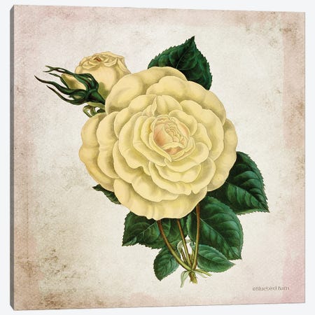 Vintage Cream Rose Canvas Print #BLB245} by Bluebird Barn Canvas Print
