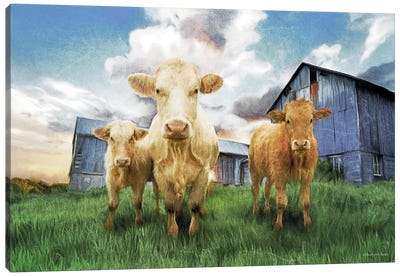 Three Curious Calves Canvas Art Print - Bluebird Barn