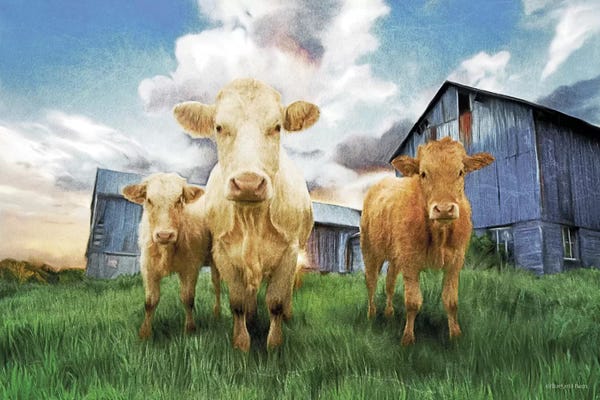 Baby Animals: Three Curious Calves by Bluebird Barn