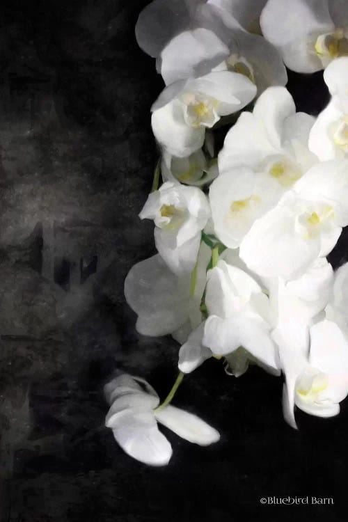 Contemporary White Orchids