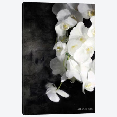 Contemporary White Orchids Canvas Print #BLB25} by Bluebird Barn Canvas Art
