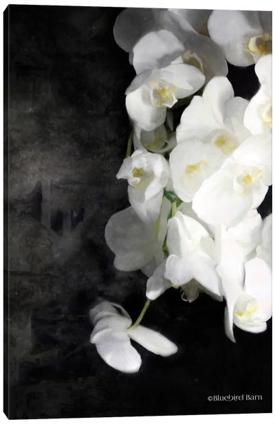 Contemporary White Orchids Canvas Art Print - Bluebird Barn