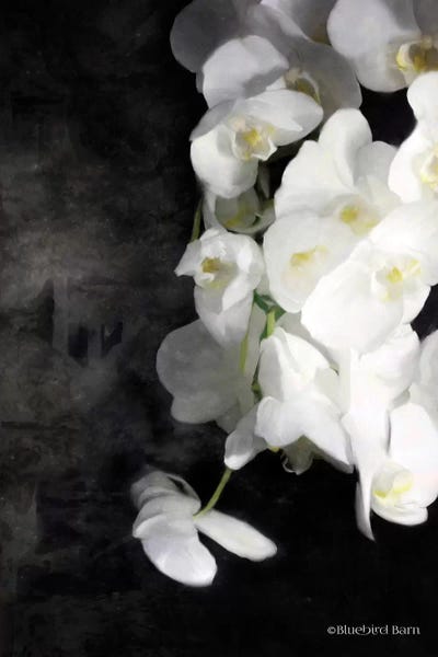 Bluebird Barn: Contemporary White Orchids by Bluebird Barn