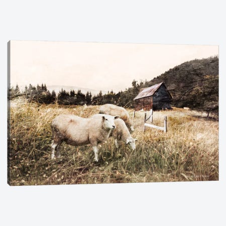 Sheep In The Meadow Canvas Print #BLB270} by Bluebird Barn Art Print