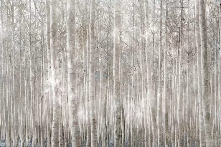 Birch Trees    