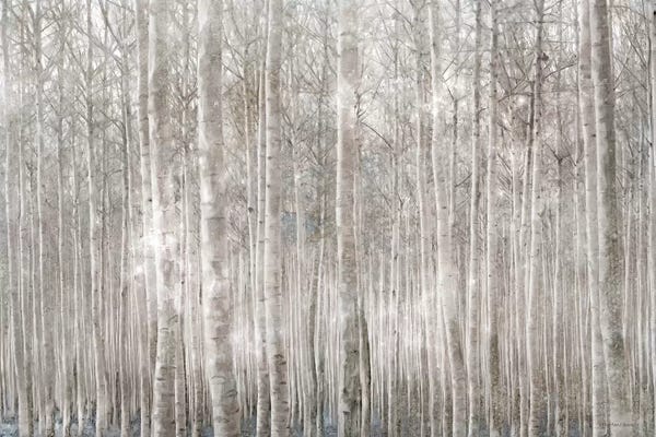 Bluebird Barn: Birch Trees     by Bluebird Barn