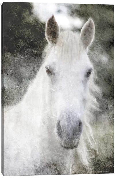 White Horse Mystique Canvas Art Print - Bluebird Barn