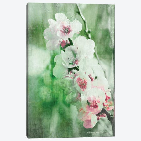 Green and Pink Blossom Burst Canvas Print #BLB41} by Bluebird Barn Art Print