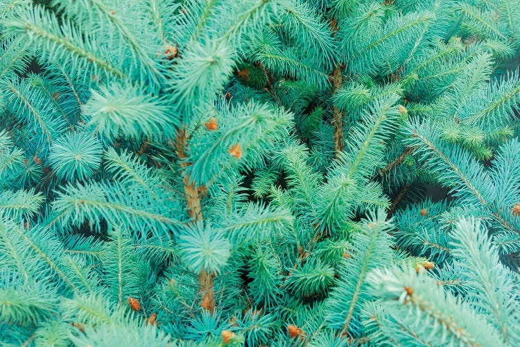 Thorns Of Fir by Beli wall art