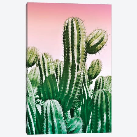 Wild Cactus From The Desert Canvas Print #BLI107} by Beli Canvas Art Print
