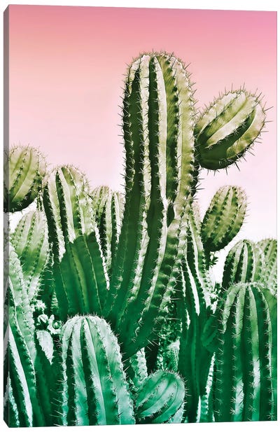 Wild Cactus From The Desert Canvas Art Print - Beli