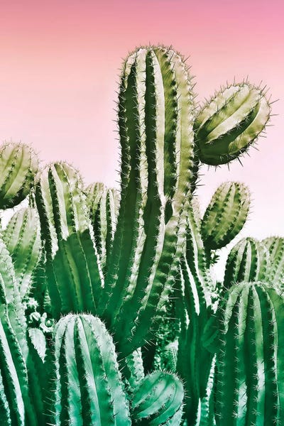 Beli: Wild Cactus From The Desert by Beli